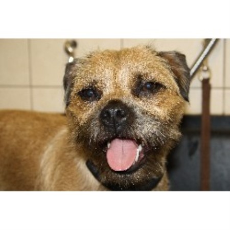 Christine’s Dog Grooming Darley Dale, Derbyshire DE4 2HP Christine’s Dog Grooming Darley Dale, Derbyshire DE4 2HP