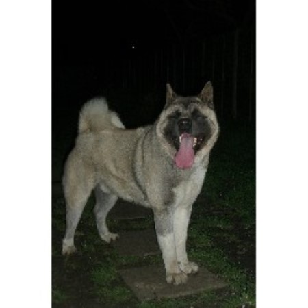 Akita studs in England, Scotland, Wales and Northern Ireland.