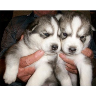 Husky Puppies Uk