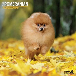 Pomeranian Puppies for sale near you