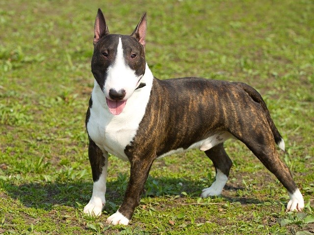Bull Terrier Puppies for sale near you