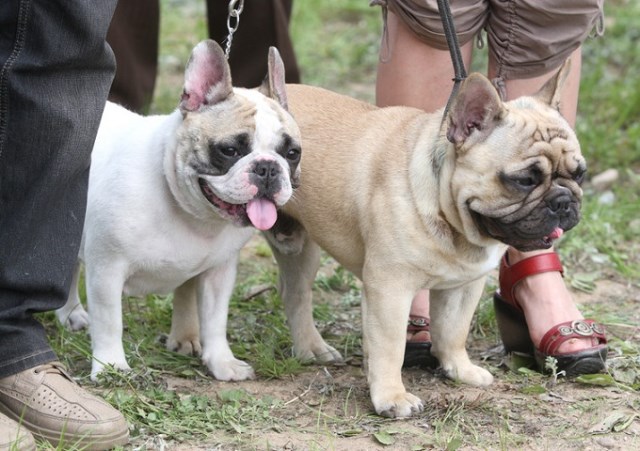 frenchies for sale near me cheap