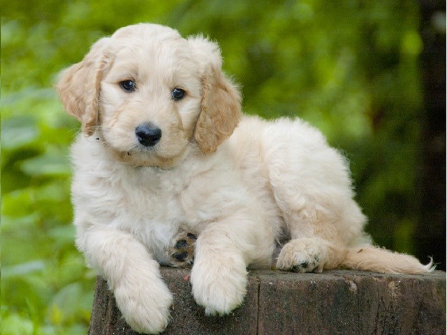 goldendoodle puppies near me