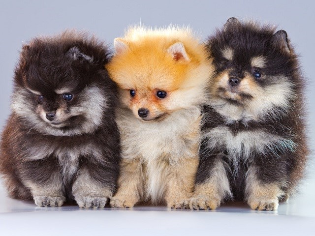 pomeranian puppies for sale near me