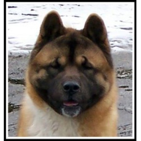 Banzai, Akita Stud in Bradford, West Yorkshire