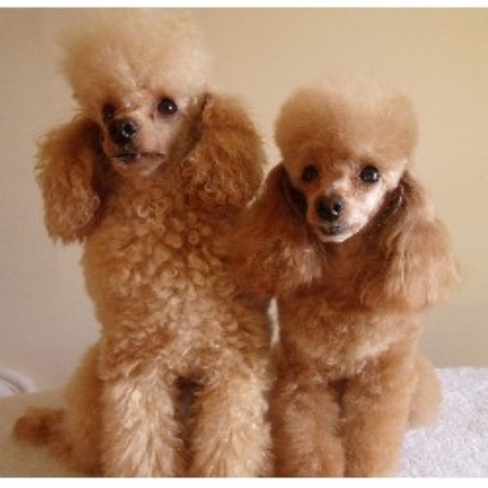 Poodle Toy breeders in the UK | FreeDogListings UK