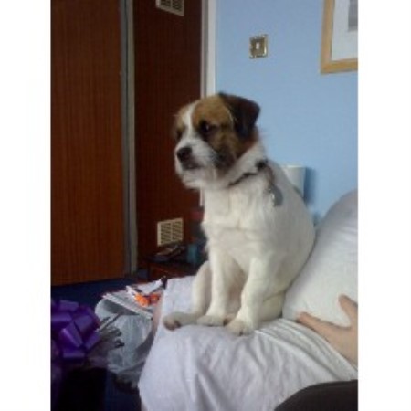 Helena Jack Russell Terrier Stud In Colchester Essex