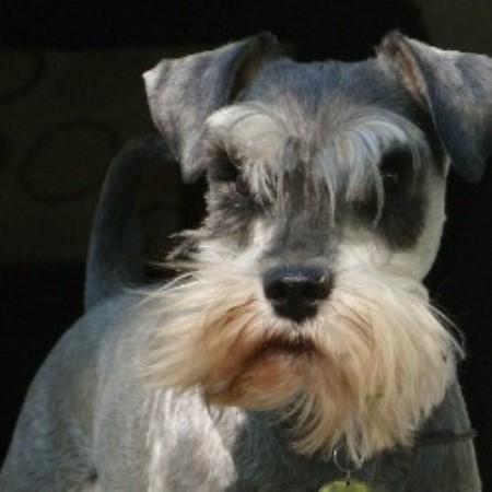 Miniature Schnauzer Studs in England, Scotland, Wales and Ireland ...