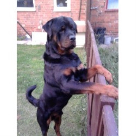 Joanne Rottweiler Stud In Leicester Leicestershire