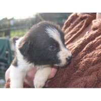 Border collies for sale in sale yorkshire