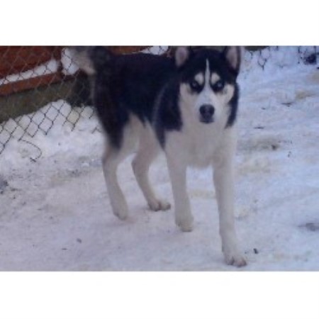 Storm Siberian Husky Stud In Wigan Lancashire