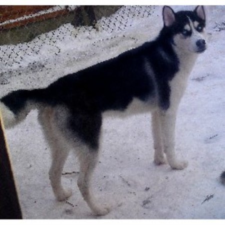 Storm Siberian Husky Stud In Wigan Lancashire