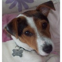 Jack Russell Terrier For Stud In Devon