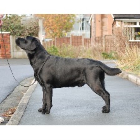 Holcroft Labrador Retriever Stud In Wigan Lancashire