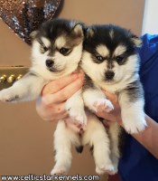 Alaskan husky breeders near hot sale me