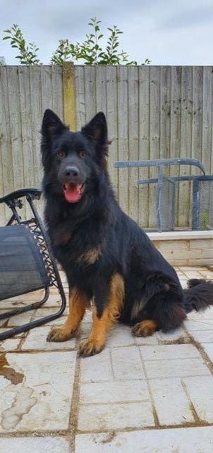 Long haired bicolor german cheap shepherd