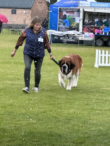 Saint Bernard Breeder 16431