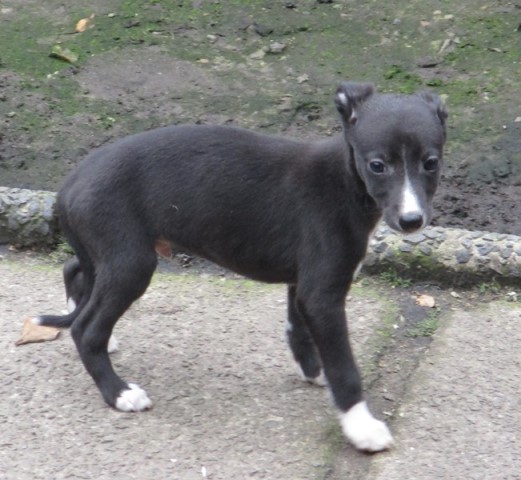 Whippet puppy for sale + 37596