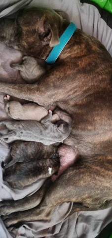 Staffordshire Bull Terrier puppy for sale + 37656