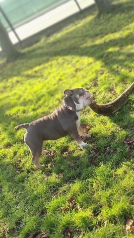 English Bulldog puppy for sale + 37738