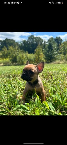 French Bulldog puppy for sale + 37655