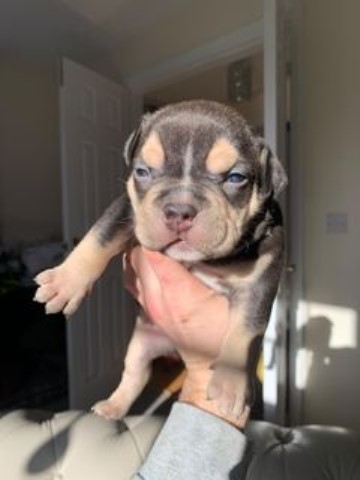 American Bulldog puppy for sale + 37271