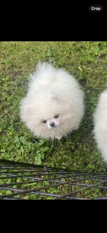 Pomeranian puppy for sale + 37574