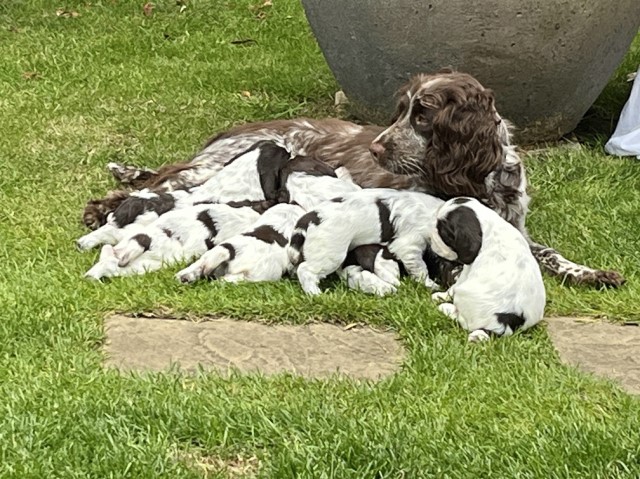 English Springer Spaniel puppies