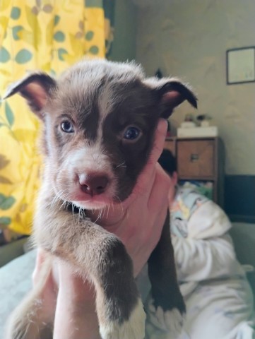 American bully x husky puppies