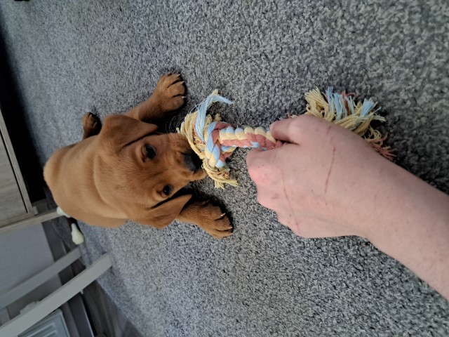 9 week old red fox labrador puppy