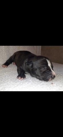 American Bulldog puppy for sale + 37712