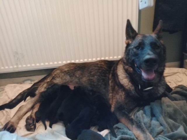 Czech Shepherd Working Line Puppies