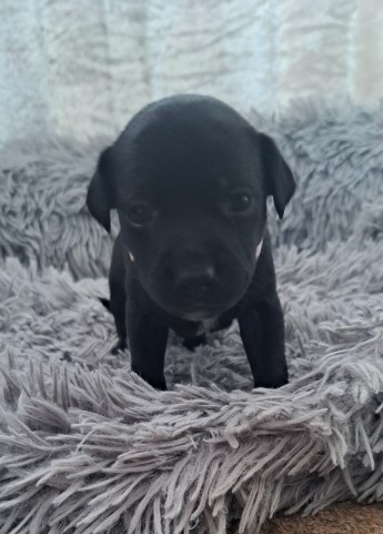 Staffordshire Bull Terrier puppy for sale + 37662