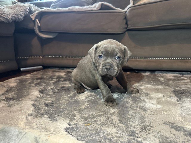 Staffordshire Bull Terrier puppy for sale + 37595