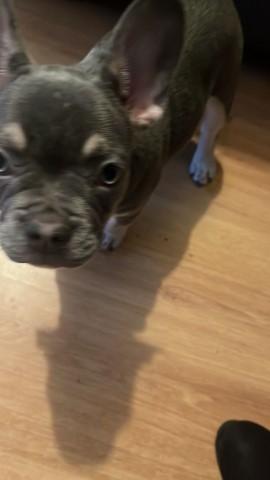 Beautiful female French bulldog for sale