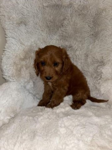 Cockapoo puppy for sale + 37602