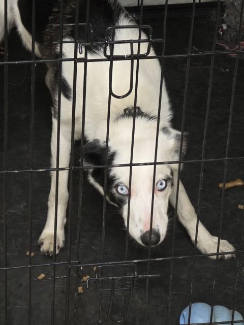 Border Collie puppy for sale + 37713