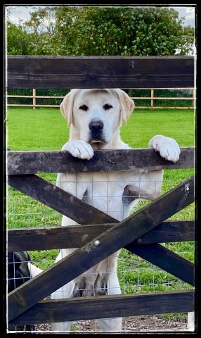 18 Months old Labrador Retriever Bitch..