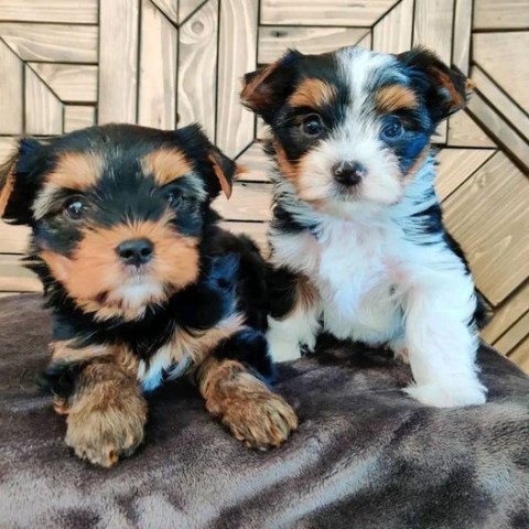 Beautiful pedigree miniature Yorkshire terriers