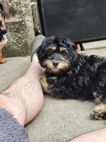 Shih Poo puppy for sale + 37576