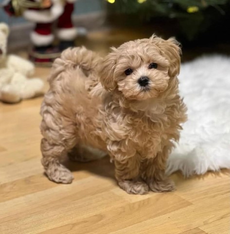 F1 Maltipoo Puppies Available