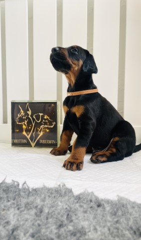 Top European Dobermans with training