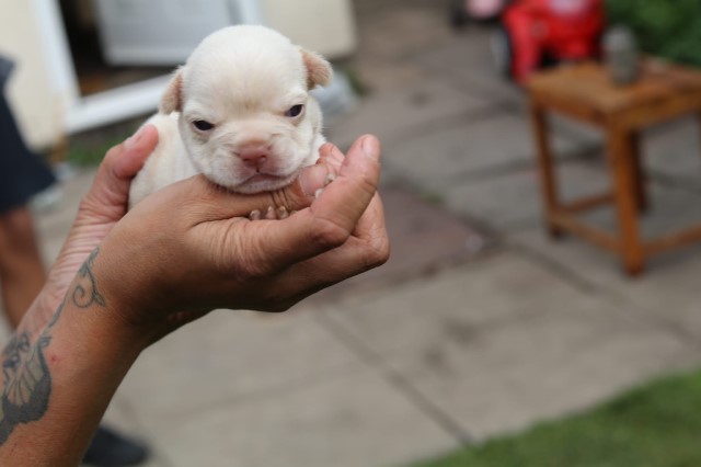 French Bulldog puppy for sale + 37606