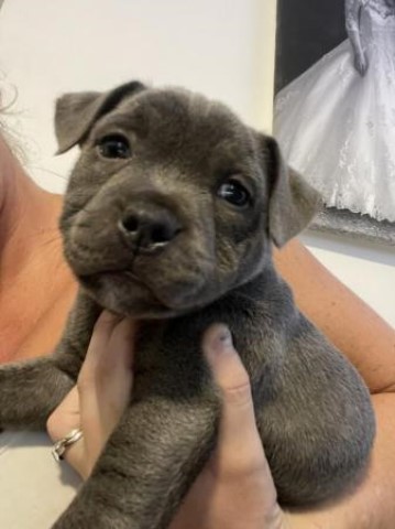 Blue Staffordshire Bull Terrier puppies