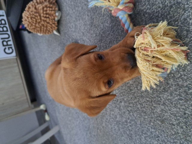 Labrador Retriever puppy for sale + 37657