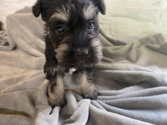 PEDIGREE MINIATURE SCHNAUZER PUPPIES   -  PERFECT PETS