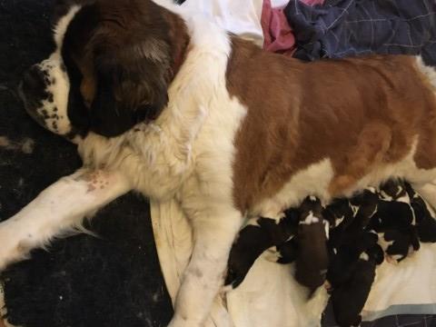 Saint Bernard puppy for sale + 37626