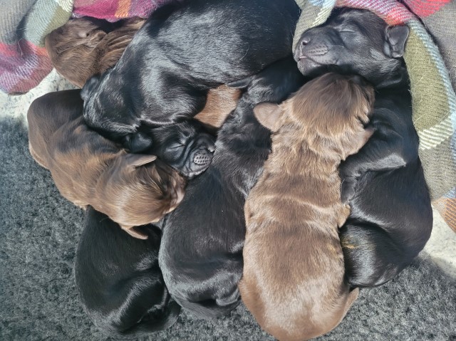 Beautiful cockapoo puppies