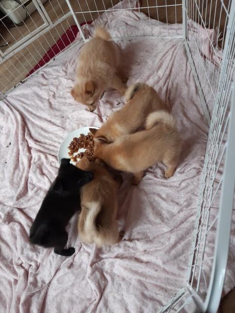 Mixed breed puppies ready to leave!