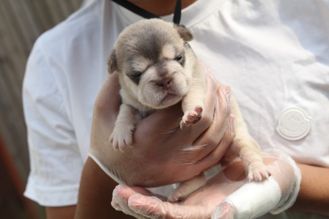 4 adorable female fluffy Frenchies soon available for their forever homes.